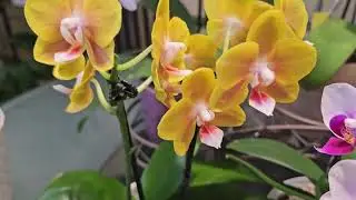 Цветёт Клематис. Новый Фалик и Новая Хойя. Август 2024.