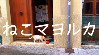 スペインマヨルカ島で出会った猫まとめ ねこドイツ番外編