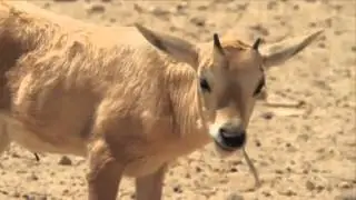 The Wildlife Nature Reserve in the Israeli Desert