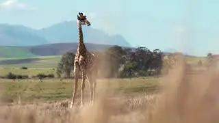 Beautiful Giraffe - No Copyright Video - Free Stock Footage