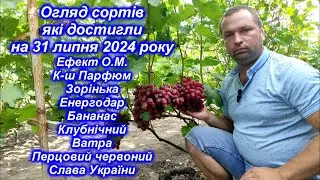 Огляд сортів які достигли на 31 липня 2024 р. частина-3