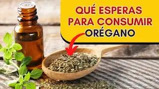 Beneficios y propiedades del oregano