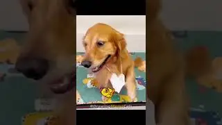 Cat Memes: Funniest Cats and Dogs 2023 🤣 Funny Cats 😂 Drawing Memes part 2