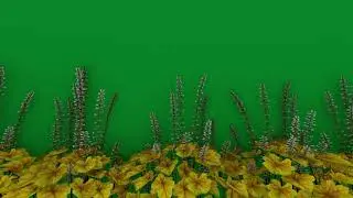 HD Flower green screen effect