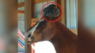 When the Woman Noticed This on the Horse’s Head, She Immediately Reached for Her Phone!