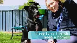 These furry friends need a home