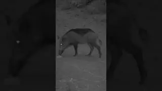 Domuz sürüsü! #Yabandomuzu #domuz #wildboar #youtubeshorts #keşfet #wildlife #trailcam #trailcamera