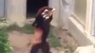 Калуши 5 дзди 😁2018г