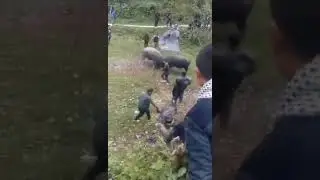 АЗАРТНЫЙ БОЙ БЫКОВ