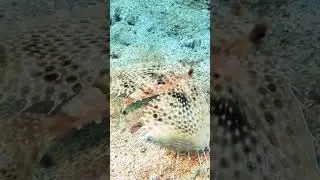 Flying gurnard actually flying #shorts