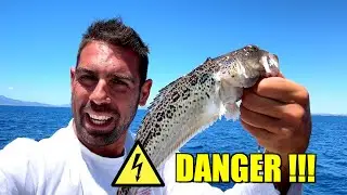 TRACINE ENORMI - il pesce più pericoloso
