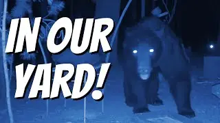 Huge Black Bear 🐻 Scares Off Deer!