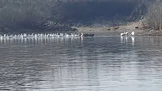 Гуси в плену льда.