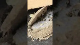 Wasp nest DESTRUCTION! 