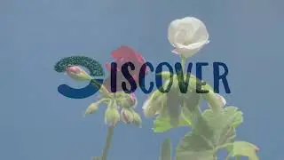 Click Discover