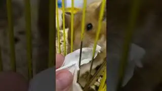 Откусила