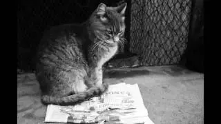Vita da gatti