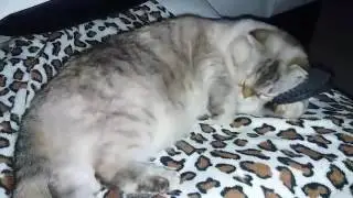 Кошка сама чешется