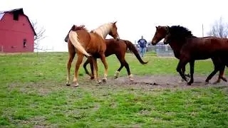 Gaited Morgan Geldings at Missouri Morgans...Rare horses
