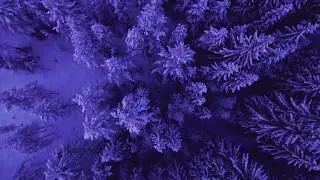 Bones Under The Moss - Intro