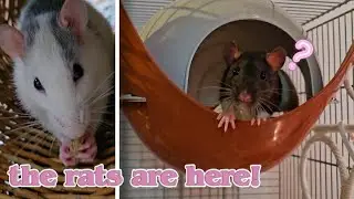 the rats are here!
