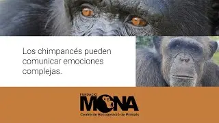 Aprende con MONA: Los chimpancés pueden comunicar emociones complejas.