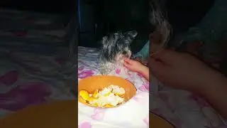 Йорки тоже любят мандарины) #биверйорк #мандарин