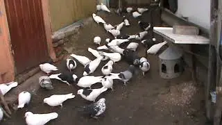 Пермские голуби.
