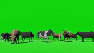 Herd of Cows Green Screen Effects Video | Cows Green Screen Videos | Chroma Key