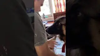 I love animals, especially my Jakku, the GSD.