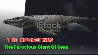 The Xiphactinus The Ferocious Giant of Seas