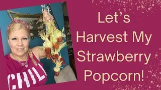 Let's Harvest My Strawberry Popcorn!