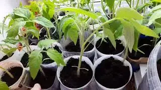 Выращиваю рассаду томатов по советам своей бабушки.