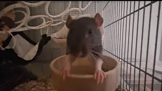 stupid rat dunks head in for peas