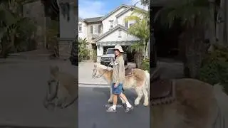Pierson stole a pony 