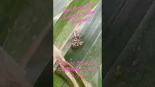 Where did the jumping spider teleport?(ハエトリグモはどこに瞬間移動したでしょうか)