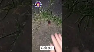 Coleção? 