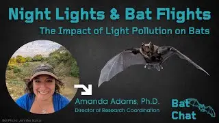 Night Lights and Bat Flights