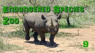 Endangered Species Zoo | Part 9: Rhinos, Zebras, and Antelope - Zoo Tycoon 2