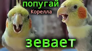 попугай Корелла зевает!/Гучи зевает /Смешные попугаи