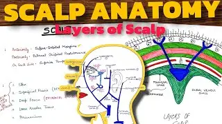 Scalp Anatomy | Layers of Scalp | Head & Neck Anatomy