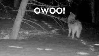 Howling Wolves | Wood River Wolf Project