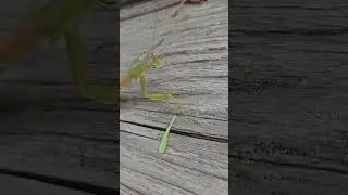 Praying mantis amongst my plants