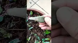 #viral #viralshorts #shorts #shortvideo