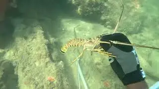 #LobsterHunt Playing around with the lil ones.. #Scuba #JettyFishing #SeasFood