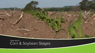 Crop Stages of Corn and Soybeans