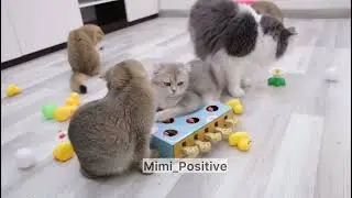 Смешные животные. Приколы с котиками и собаками 2024
