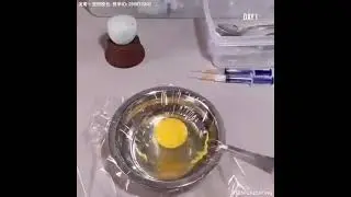 How A chick born from a egg 🐣