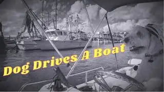 Dog Drives A Boat