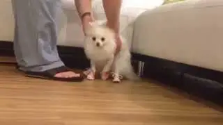 Coconut Wears Dog Shoes - Puppy Vlog